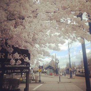 Flowers are blooming in #DowntownHillsboro